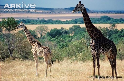 Male-masai-giraffe-right-and-juvenile---showing-colour-variation.jpeg