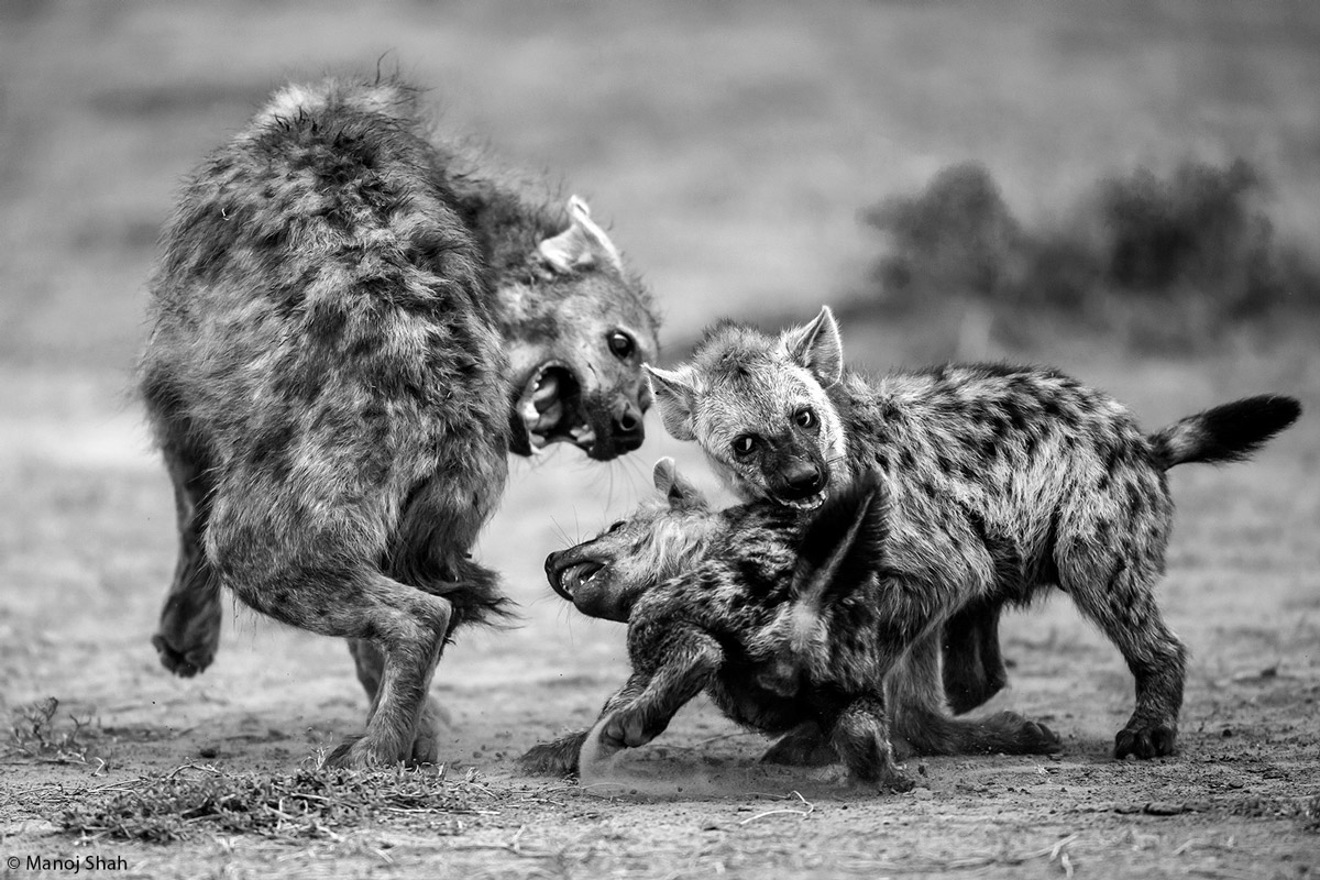 Manoj-shah-hyena-play-Maasai-Mara-Kenya-1.jpg