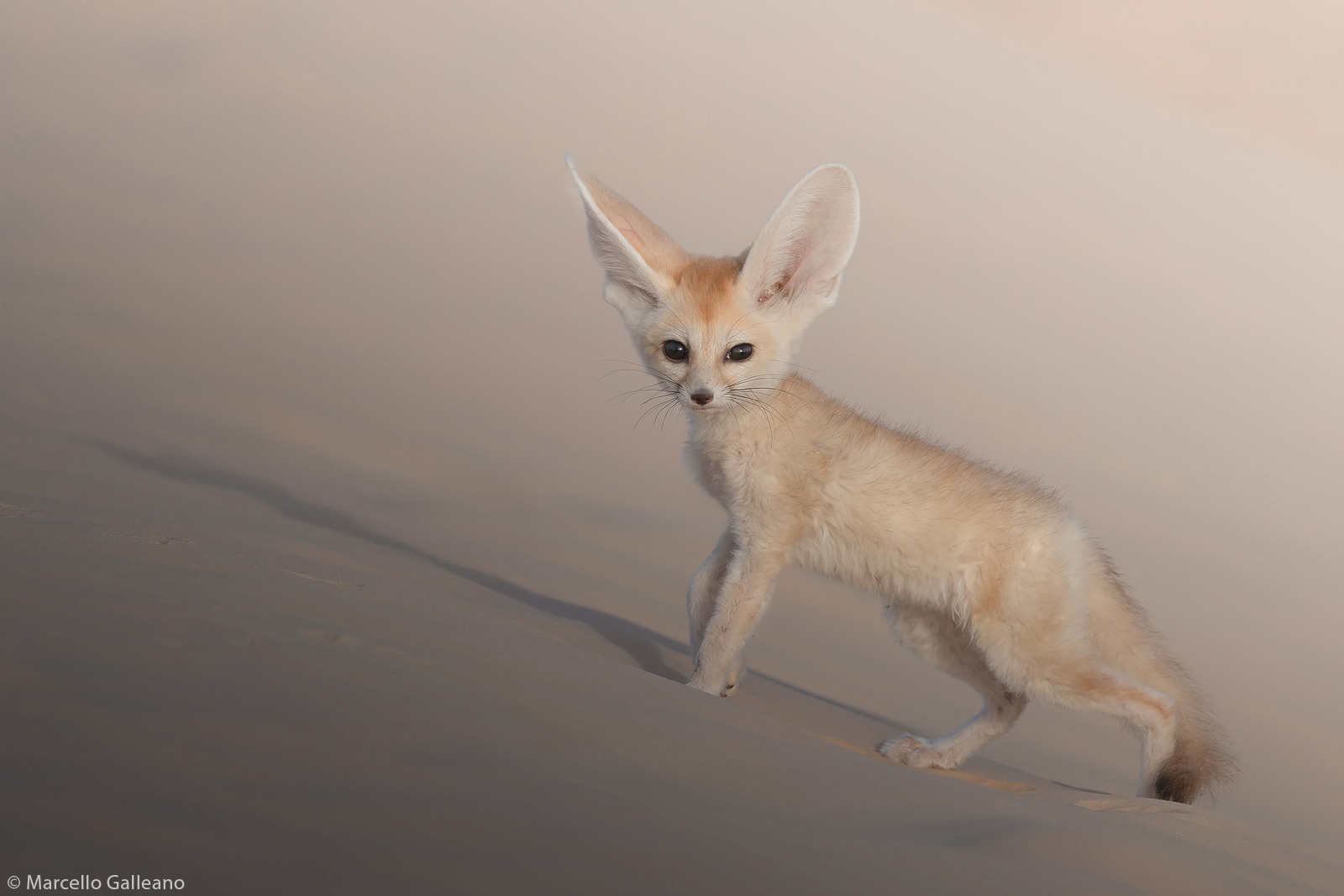 Marcello-Galleano-fennec-fox-Tunisian-desert-1.jpg