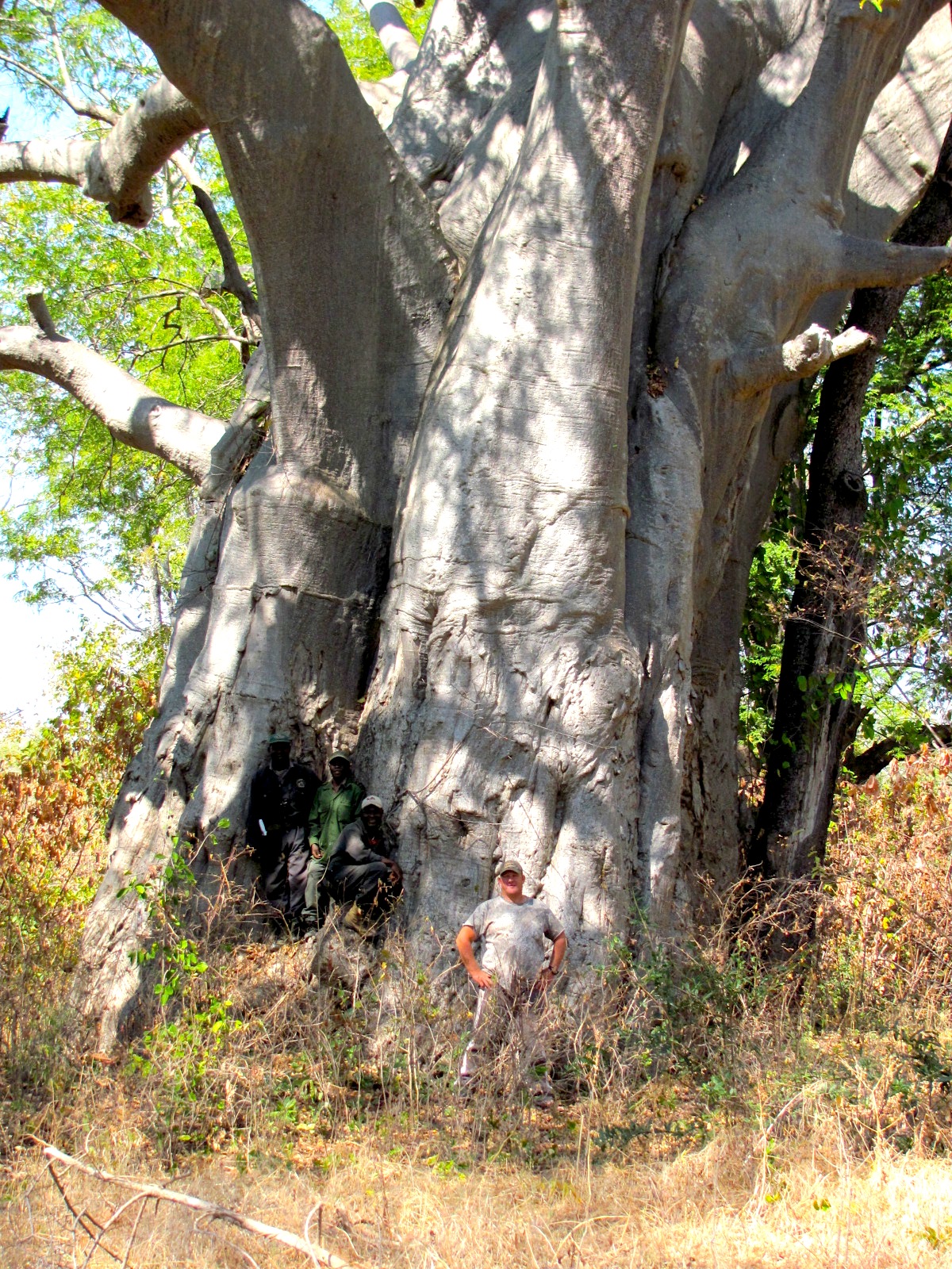 massive Baobab Zambia copy.jpg