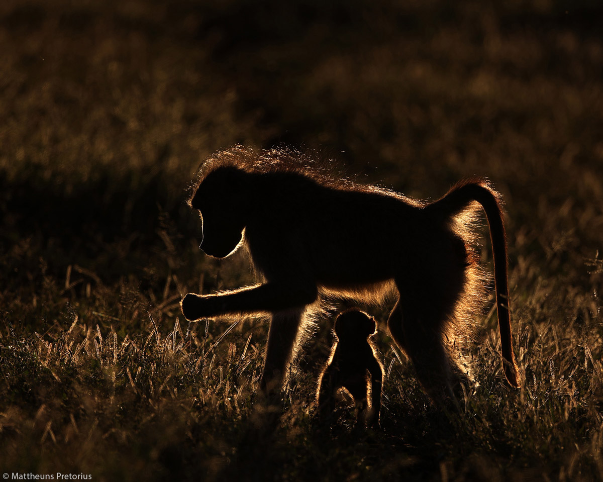 Mattheuns-Pretorius-baboon-Protection-KNP-SA-1.jpg