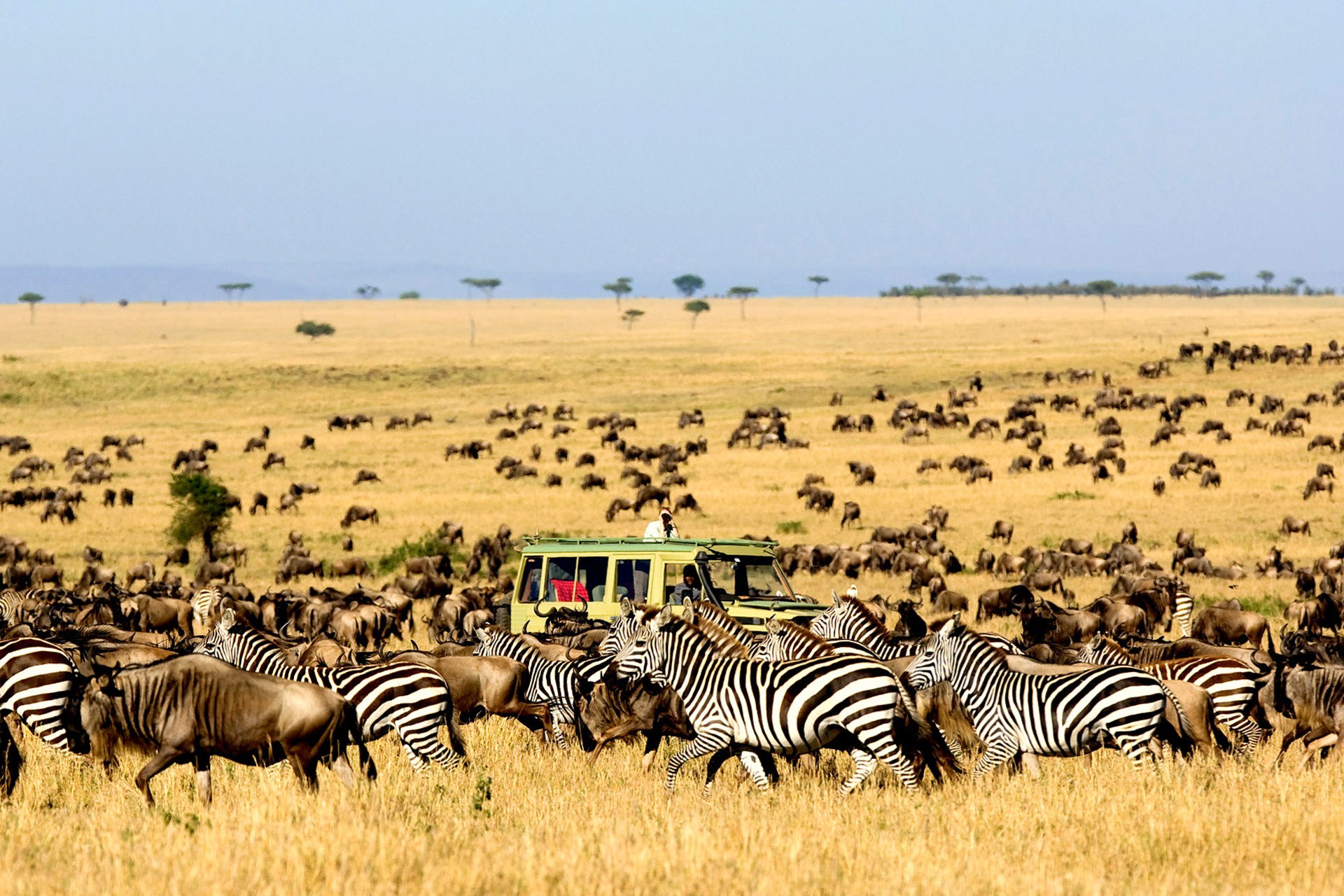 migration_Olakira_Lamai_safari_traveller_9jul13_pr.jpg