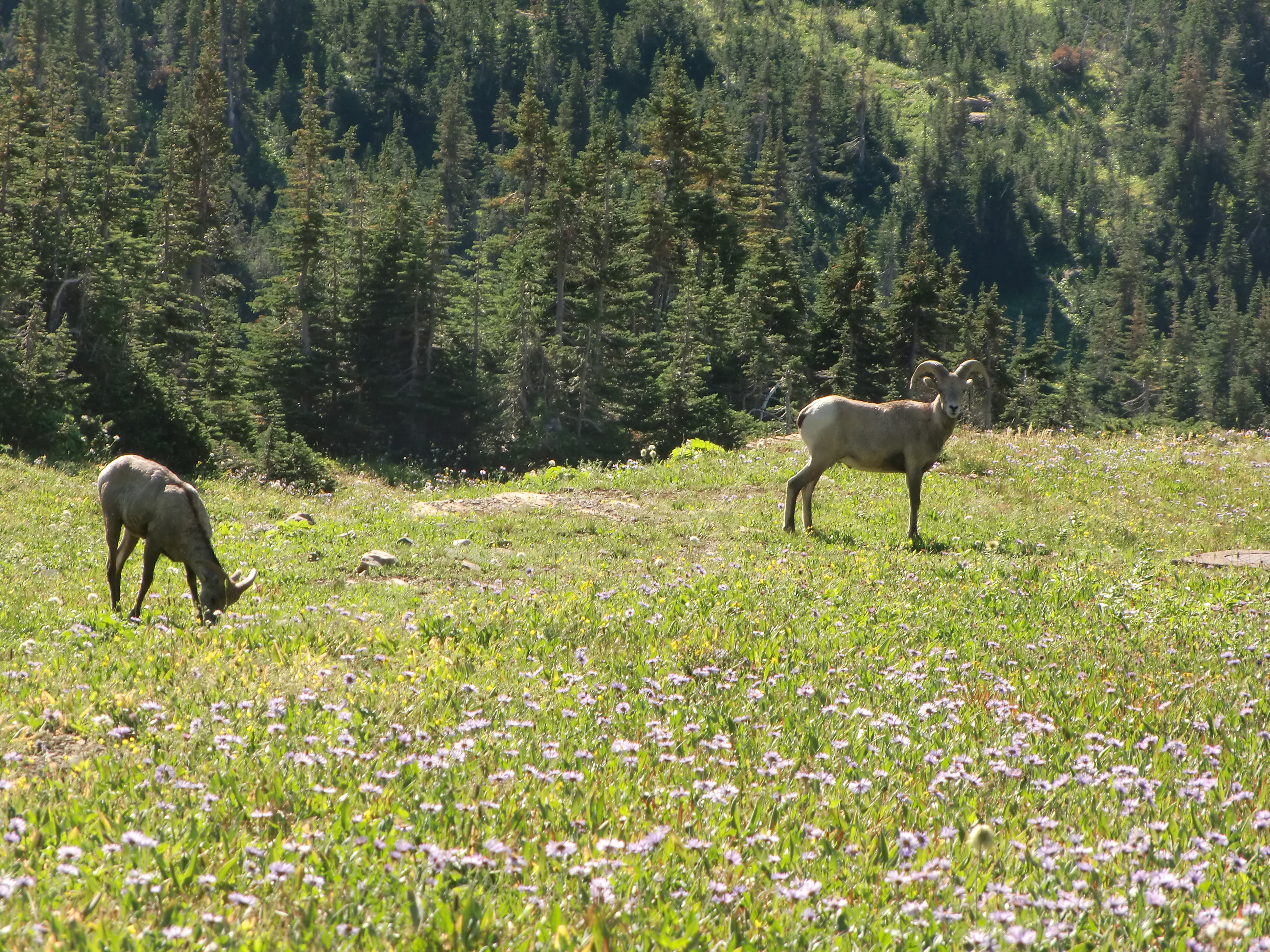 montana2011 063.jpg