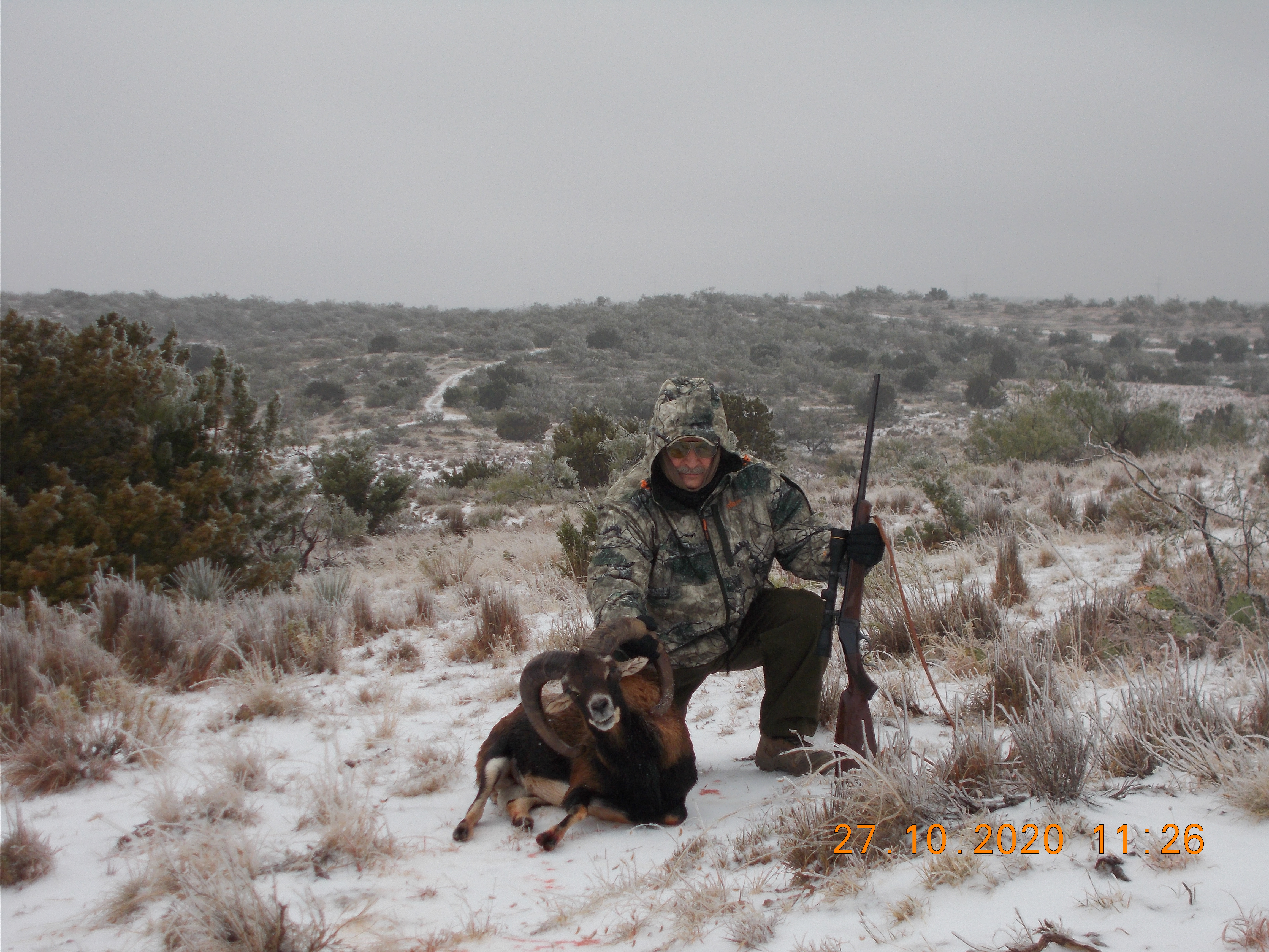 Mouflon 2.JPG