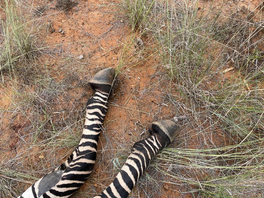 Mountain Zebra Hooves.jpeg