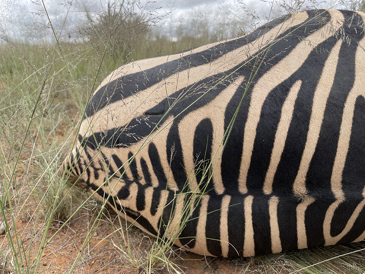 Mountain Zebra Rump.gif