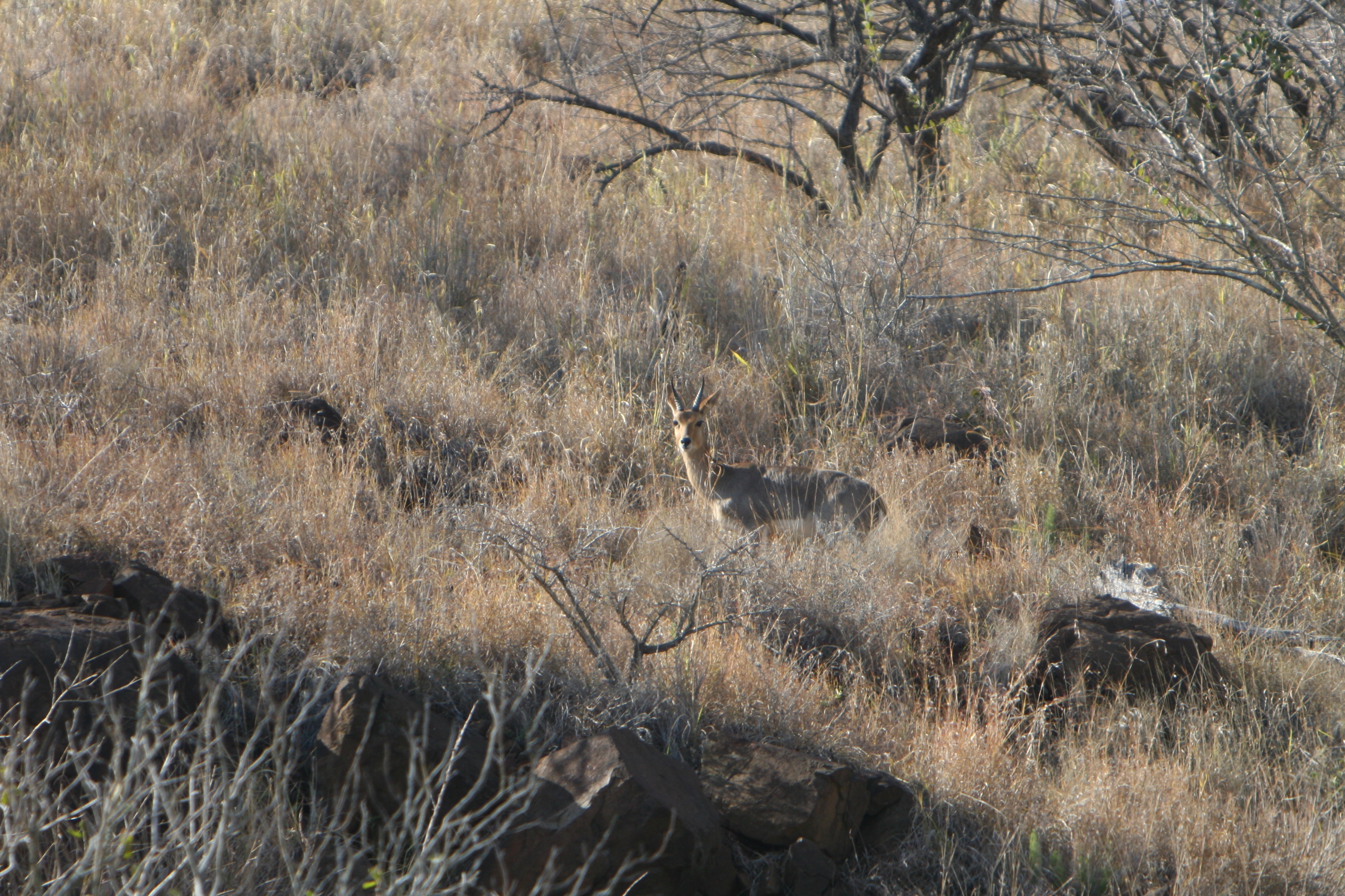 mtn reedbuck.jpg