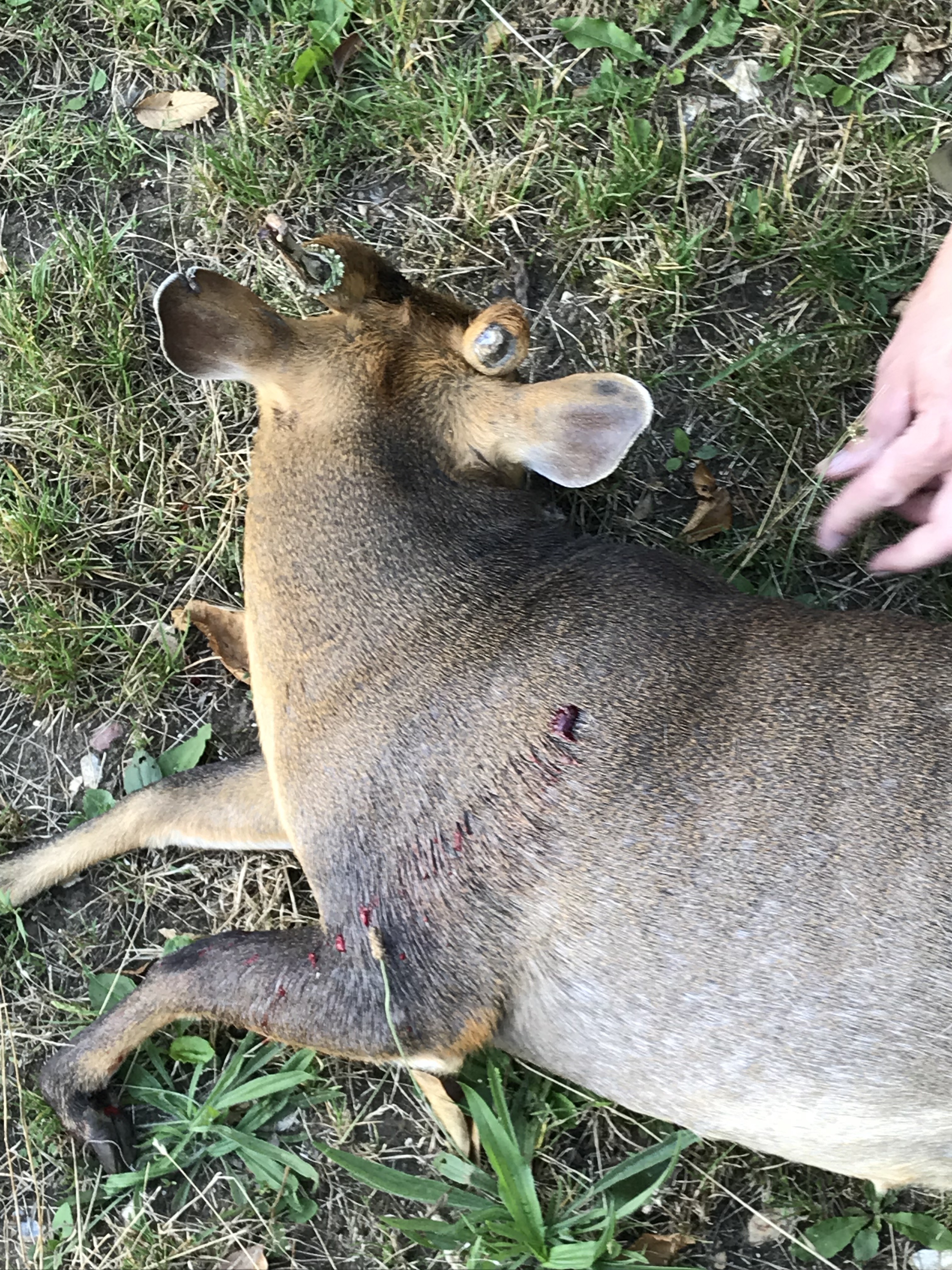 muntjac down.jpg