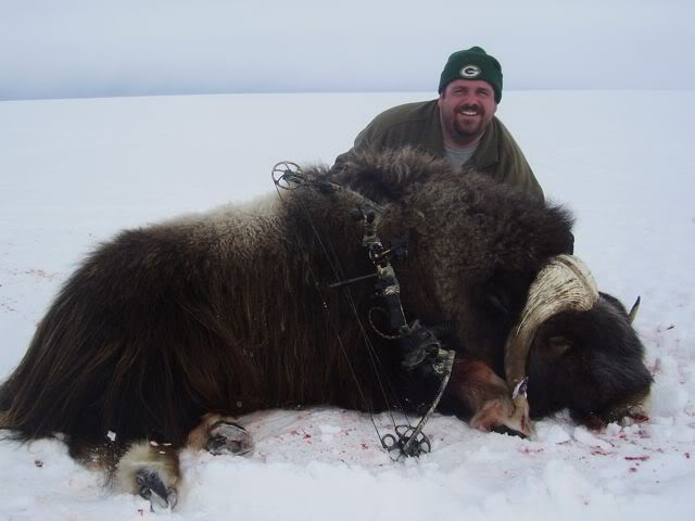 muskox5.jpg