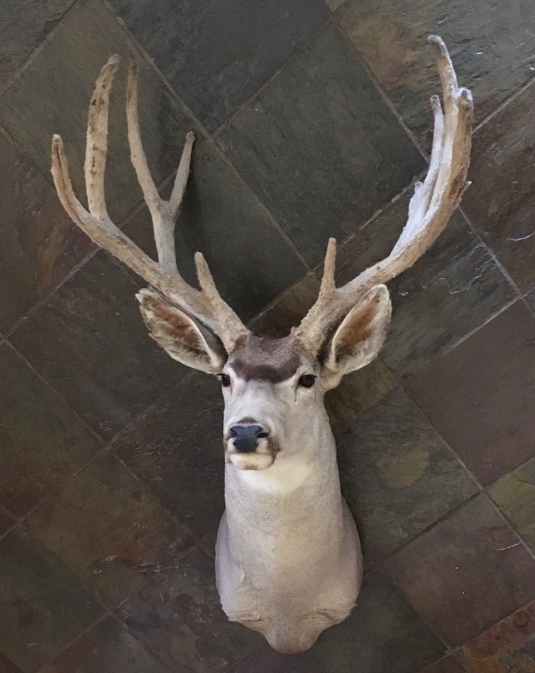 muzzleloader muledeer.jpg