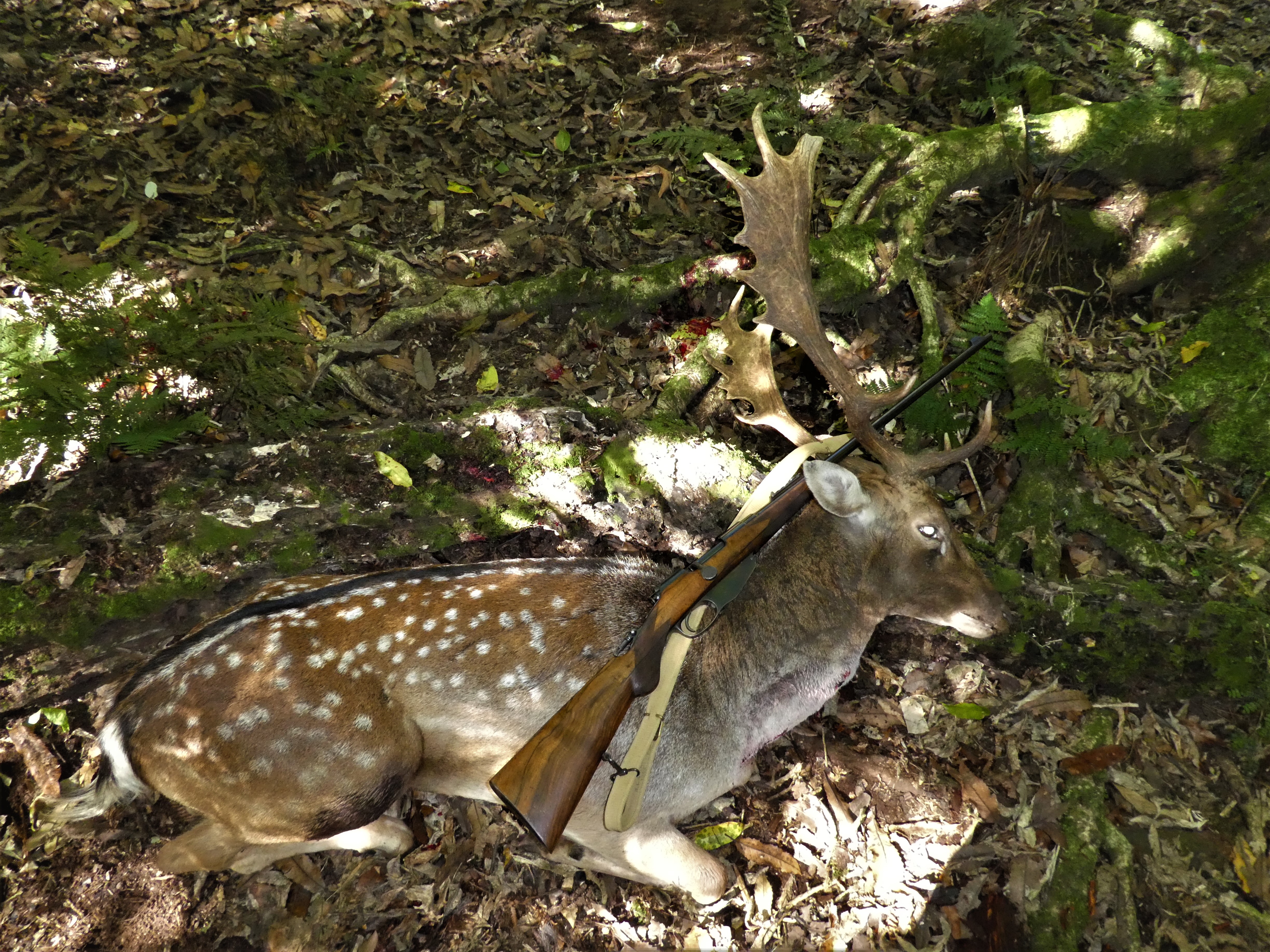 My Fallow & 1895 Gibbs 6.5x53R.jpg