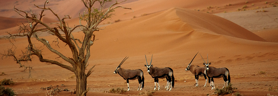 namib-naukluft-national-park-namib-naukluft-ker-downey-wildlife.jpg