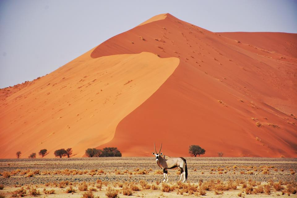 namibia gemsbok.jpg