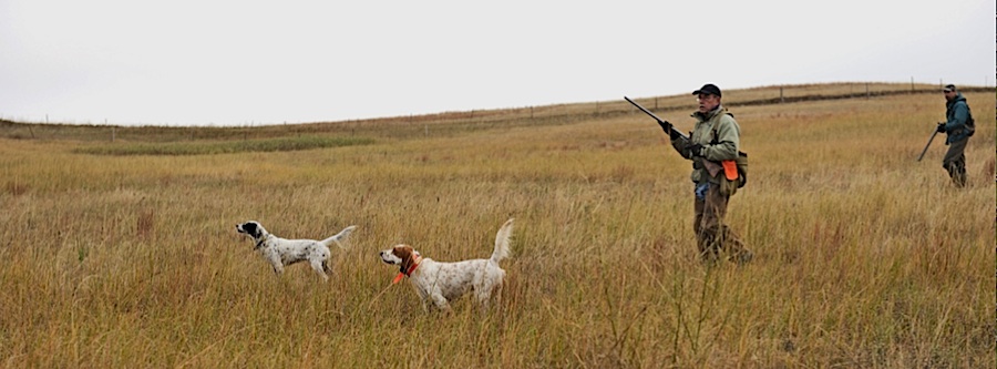 Nebraska prairie checkens.jpg