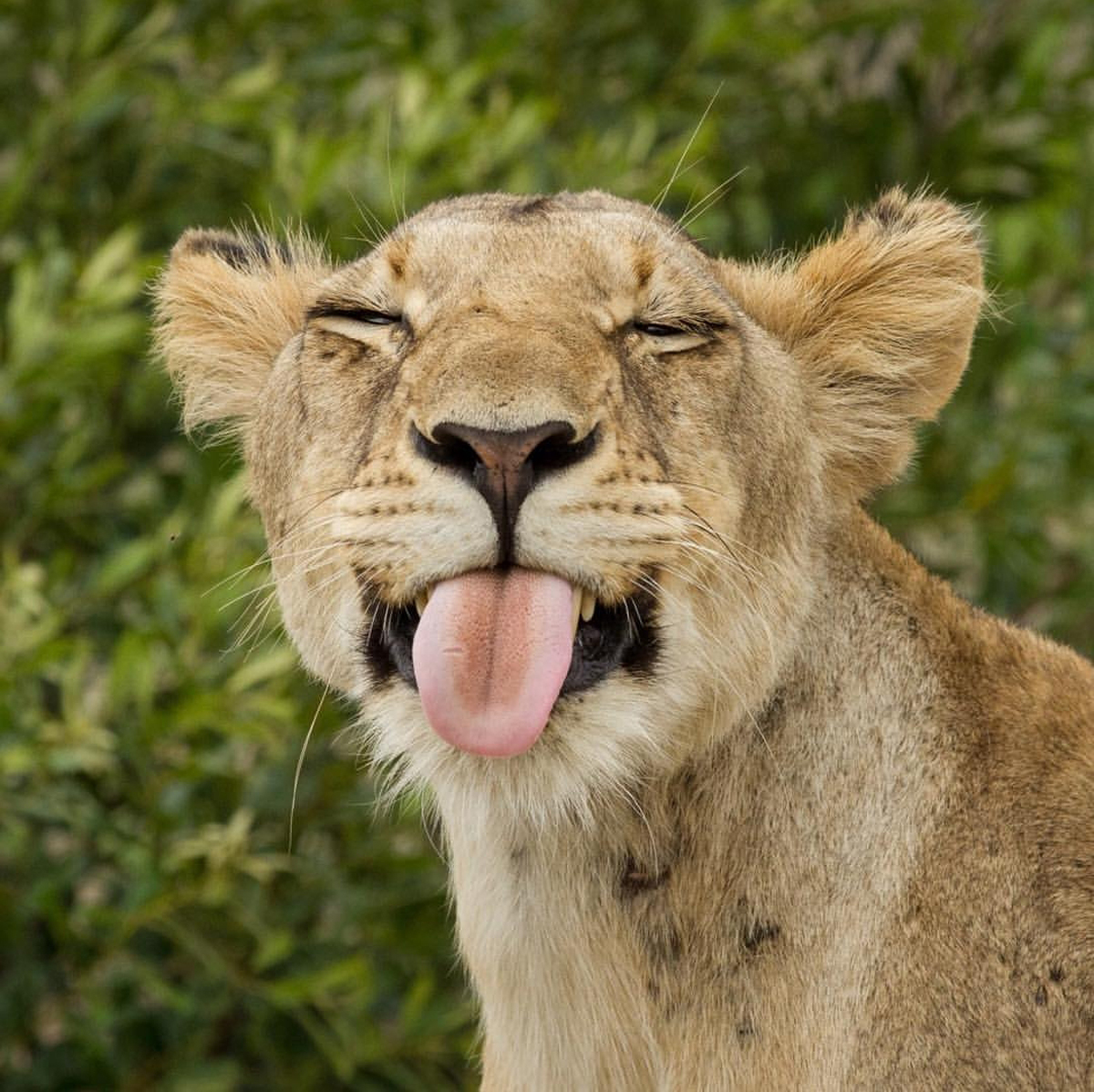 Nick-du-Plessis-lioness-Sabi-Sands-Instagram.jpg