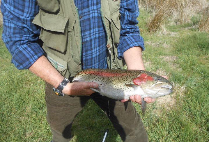 nsw rainbow.jpg