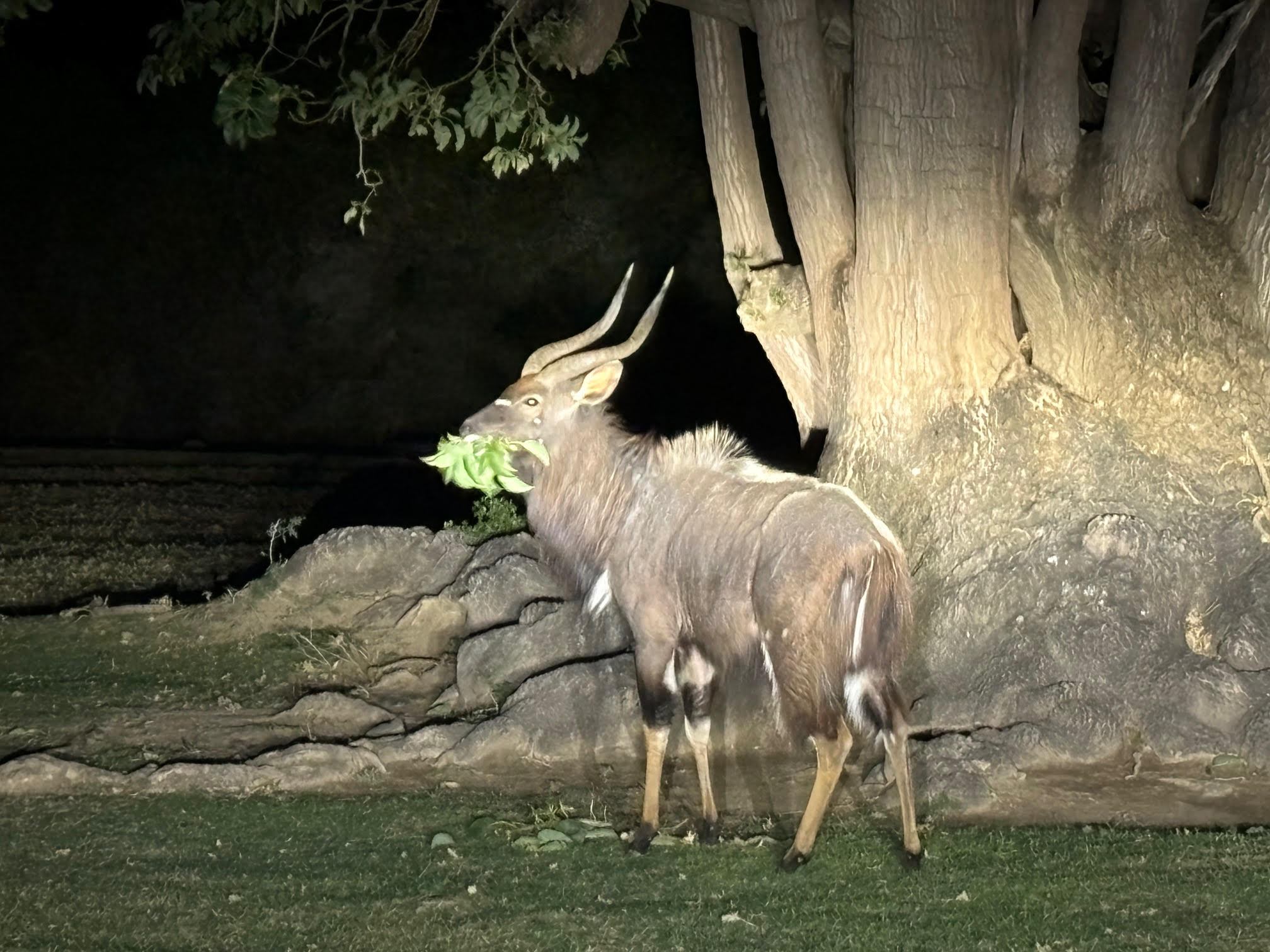 NYALA AT LODGE.jpg