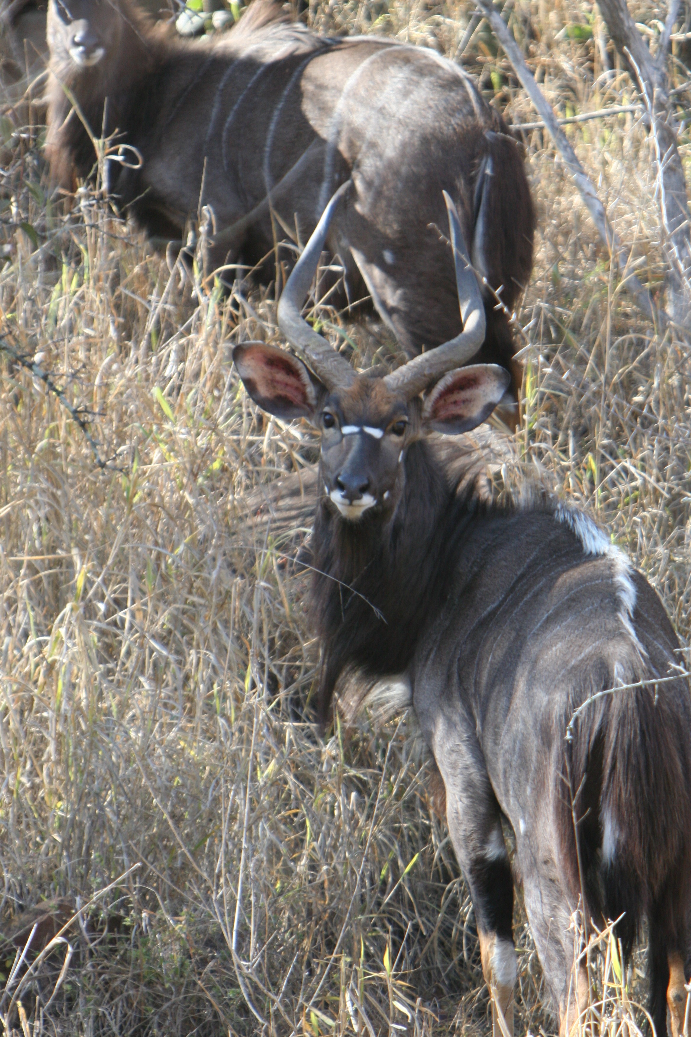 nyala young.jpg