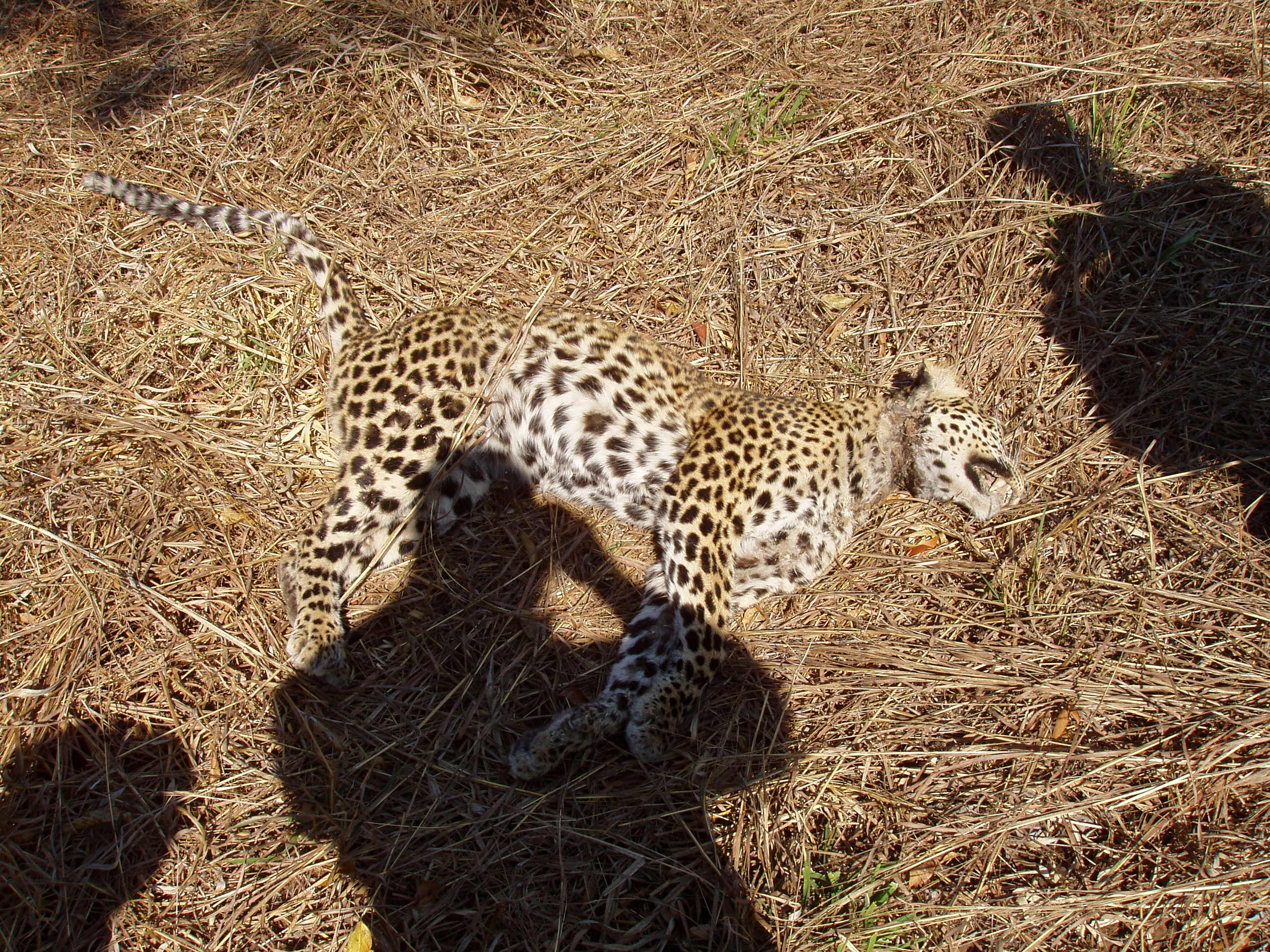 Ban On Leopard And Lion Hunting Lifted Zambia