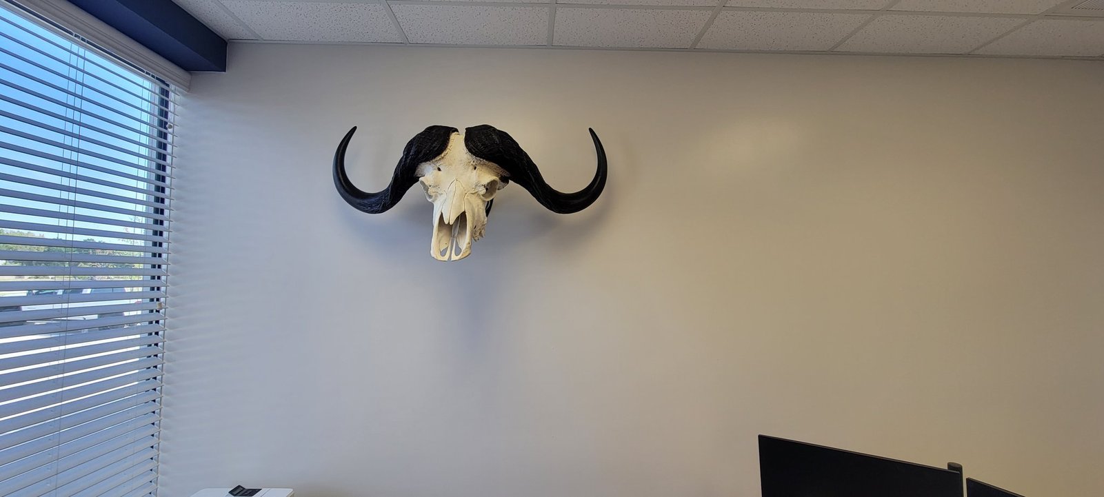 Office buffalo.jpg
