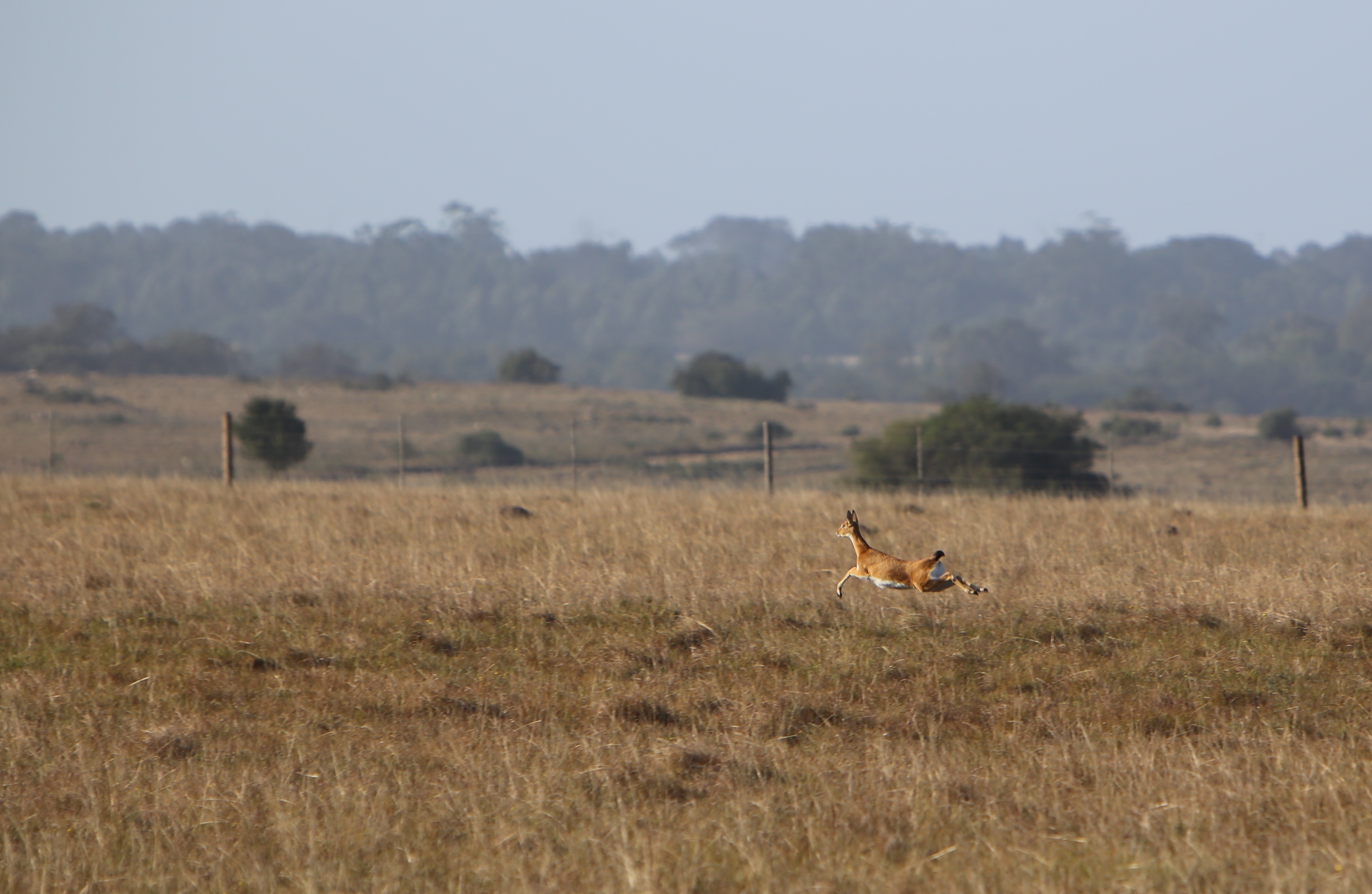 oribi bolting.jpeg