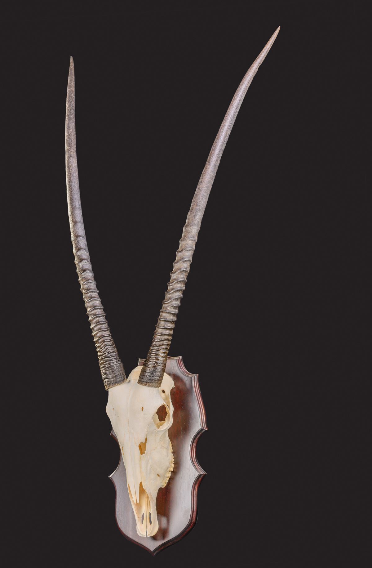 Oryx-Gemsbuck-skull-shield-mount-dd-169.JPG