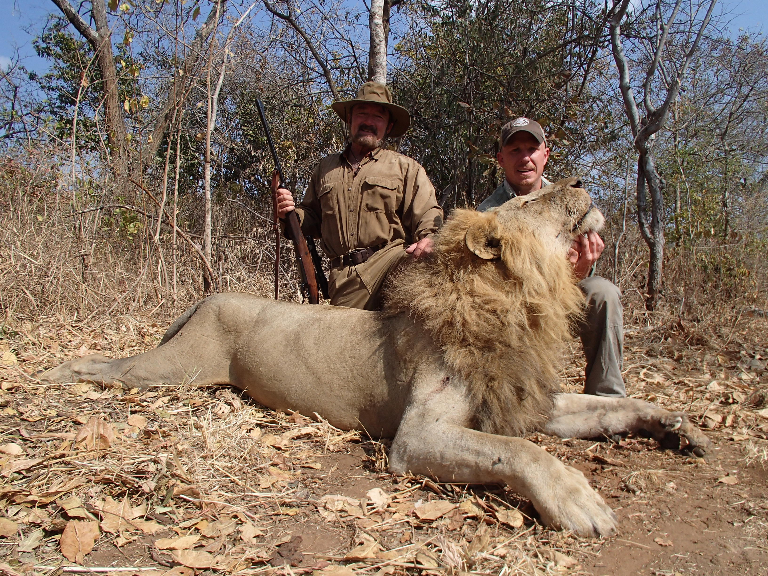 WANTED: Looking For Discounted Lion Hunt | AfricaHunting.com