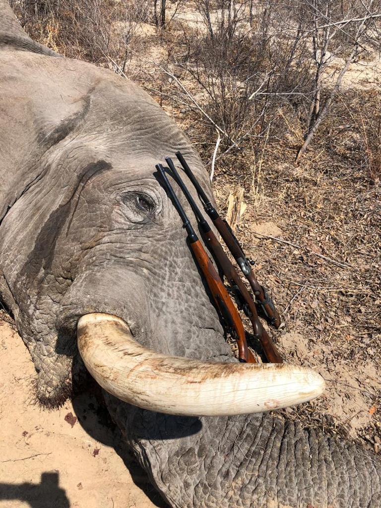 Elephant Hunting Safari Botswana | AfricaHunting.com