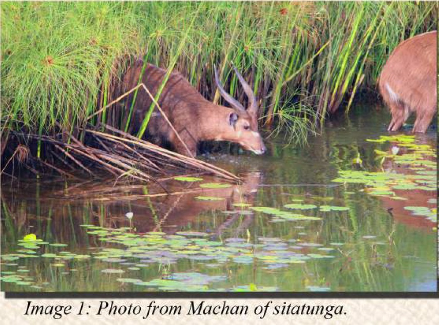 photo-from-machan-of-sitatunga-2016-annual-report.jpg