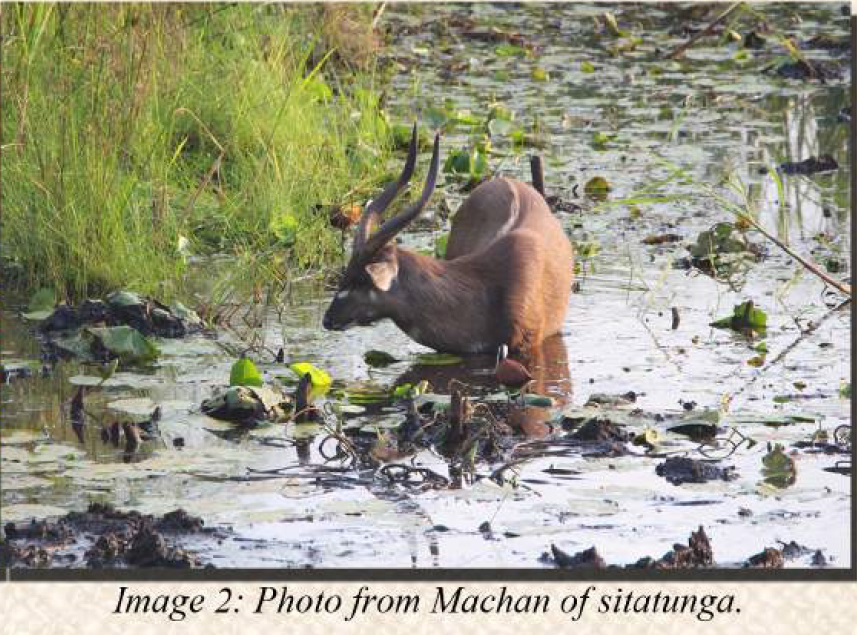 photo-from-machan-of-sitatunga-2016-annual-report2.jpg