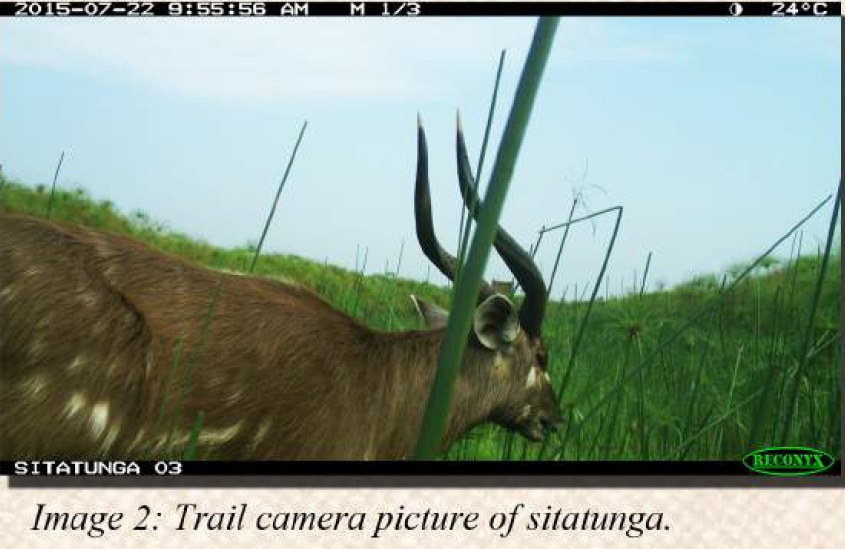 photo-from-machan-of-sitatunga-2016-annual-report3.jpg