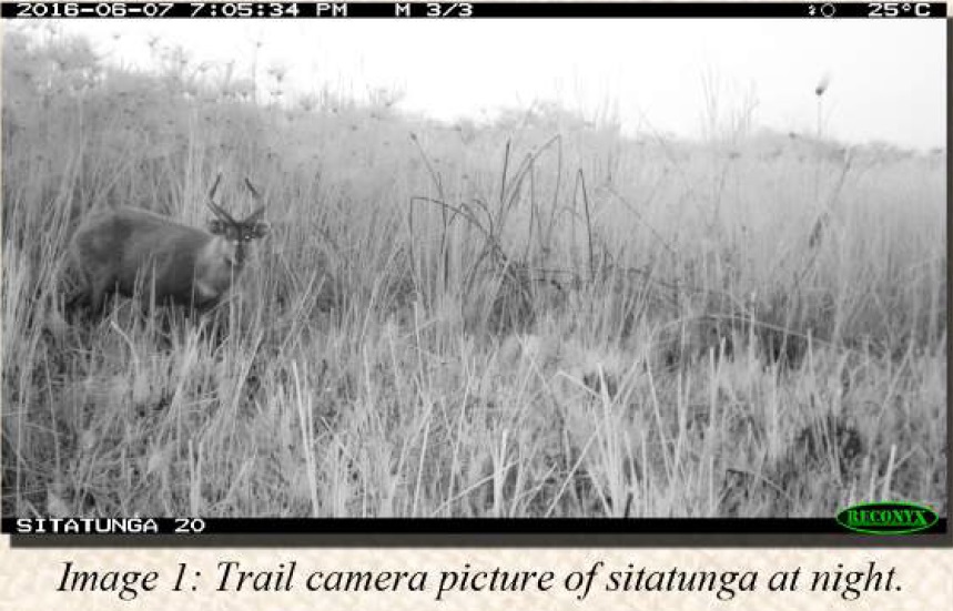 photo-from-machan-of-sitatunga-2016-annual-report4.jpg