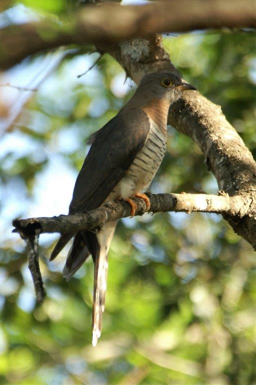 Piet my Vrou or also known as red chested cuckoo..jpg