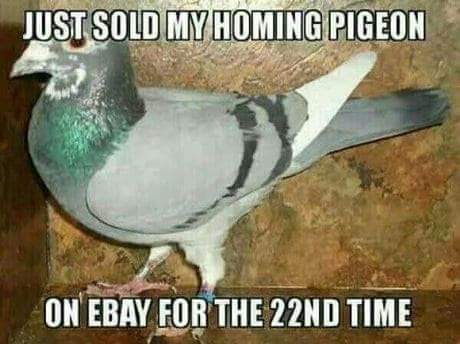 pigeon.jpg