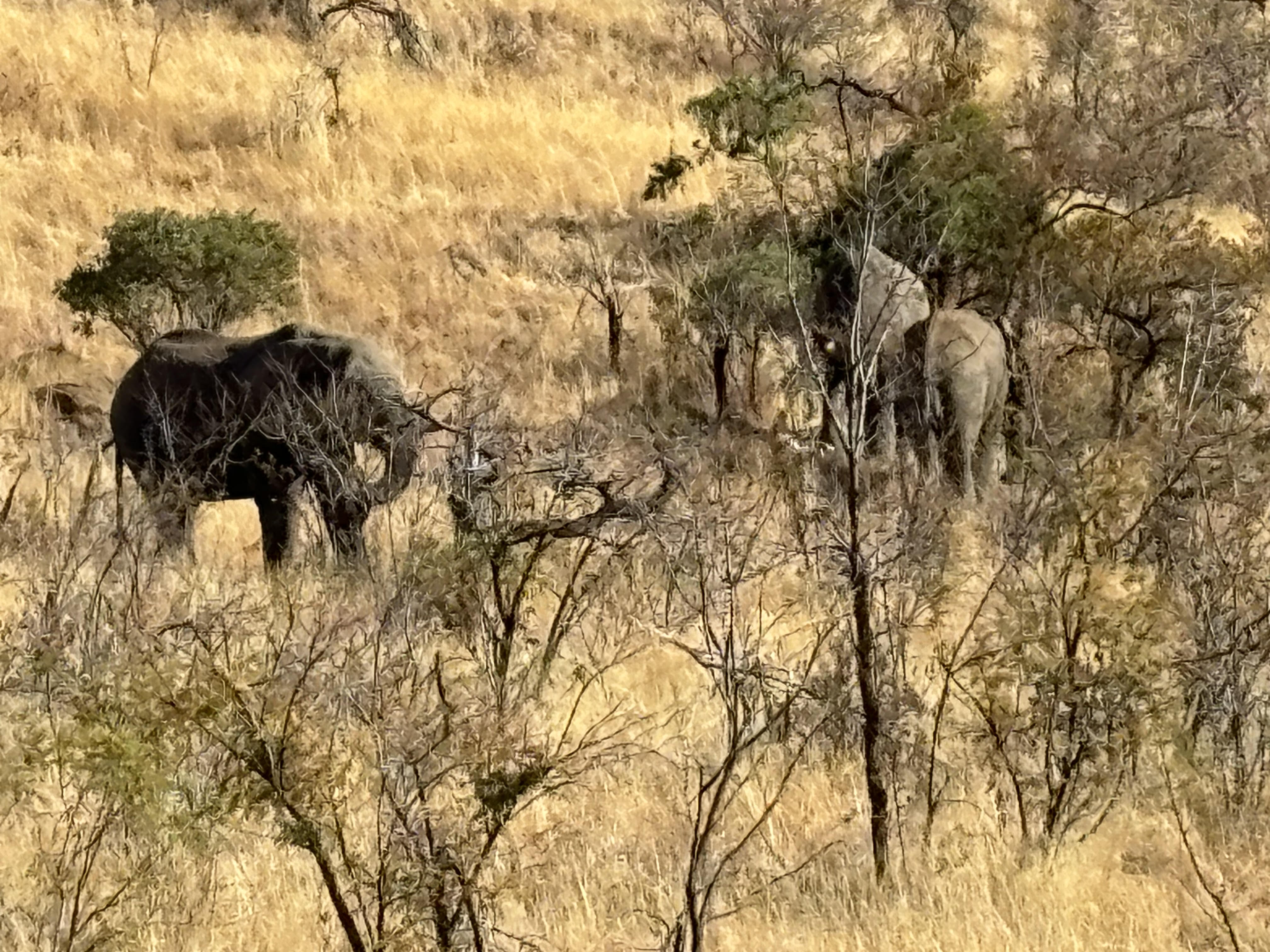 Pilanesberg Elephant.jpg