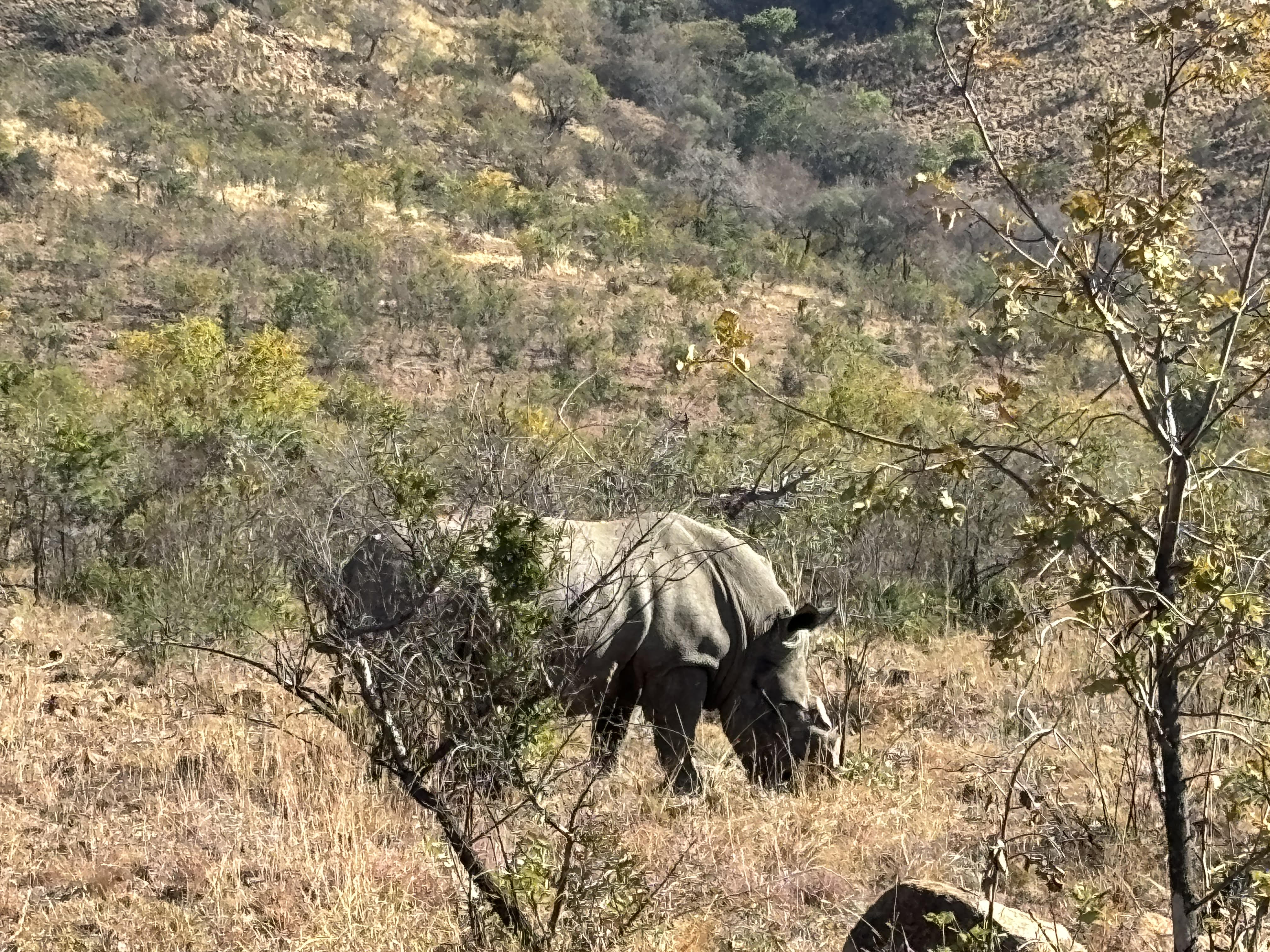 Pilanesberg Rhinos.jpg