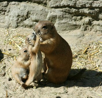 prairie-dog-1925907__340.jpeg