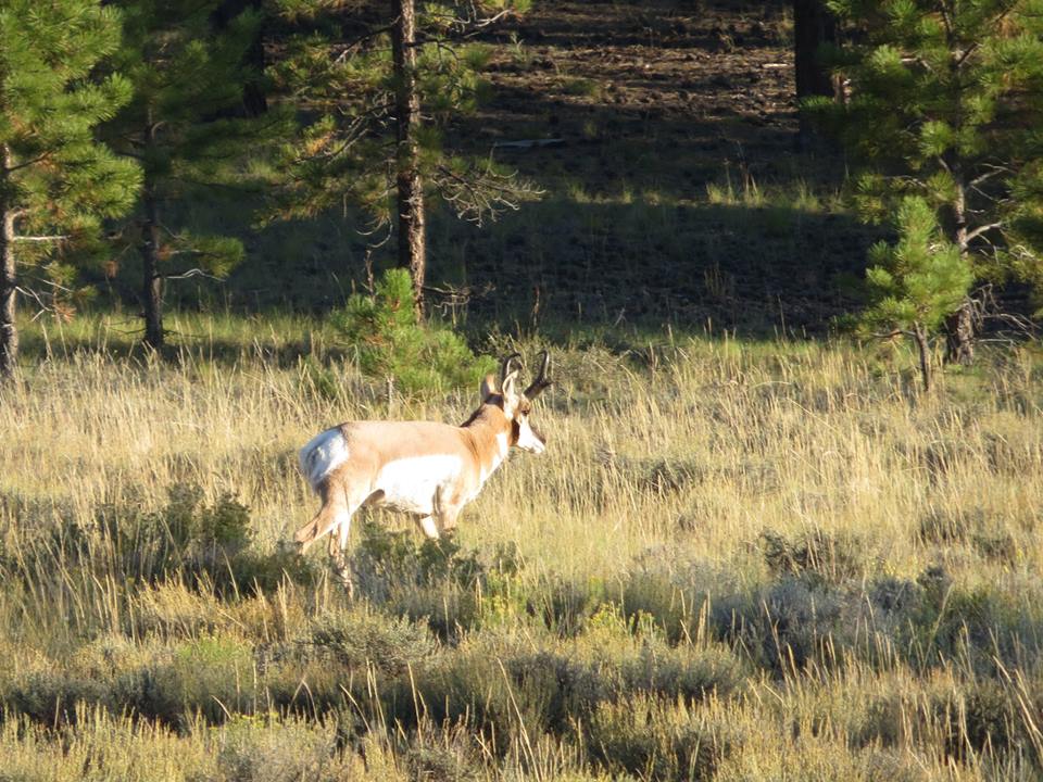 Pronghorn antelope buck.jpg