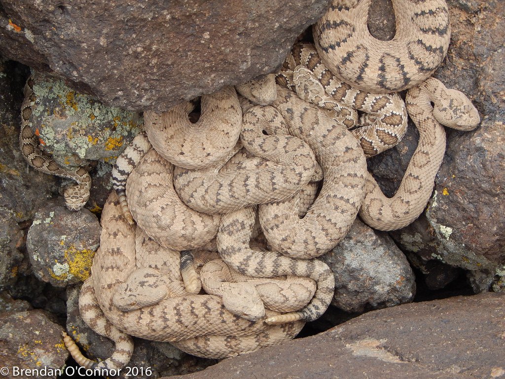 Rattlesnake den.jpg