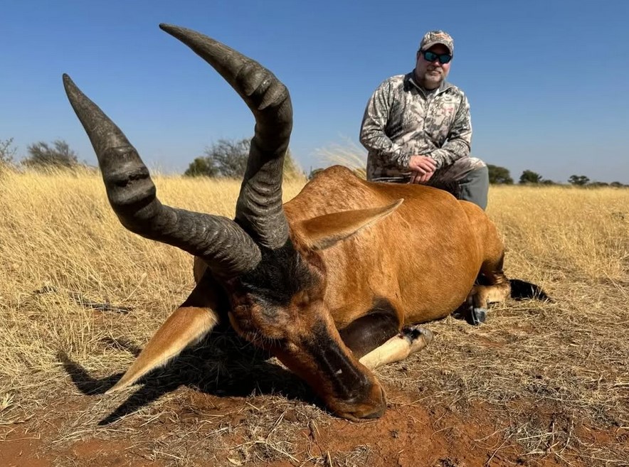 Red Hartebeest.jpg