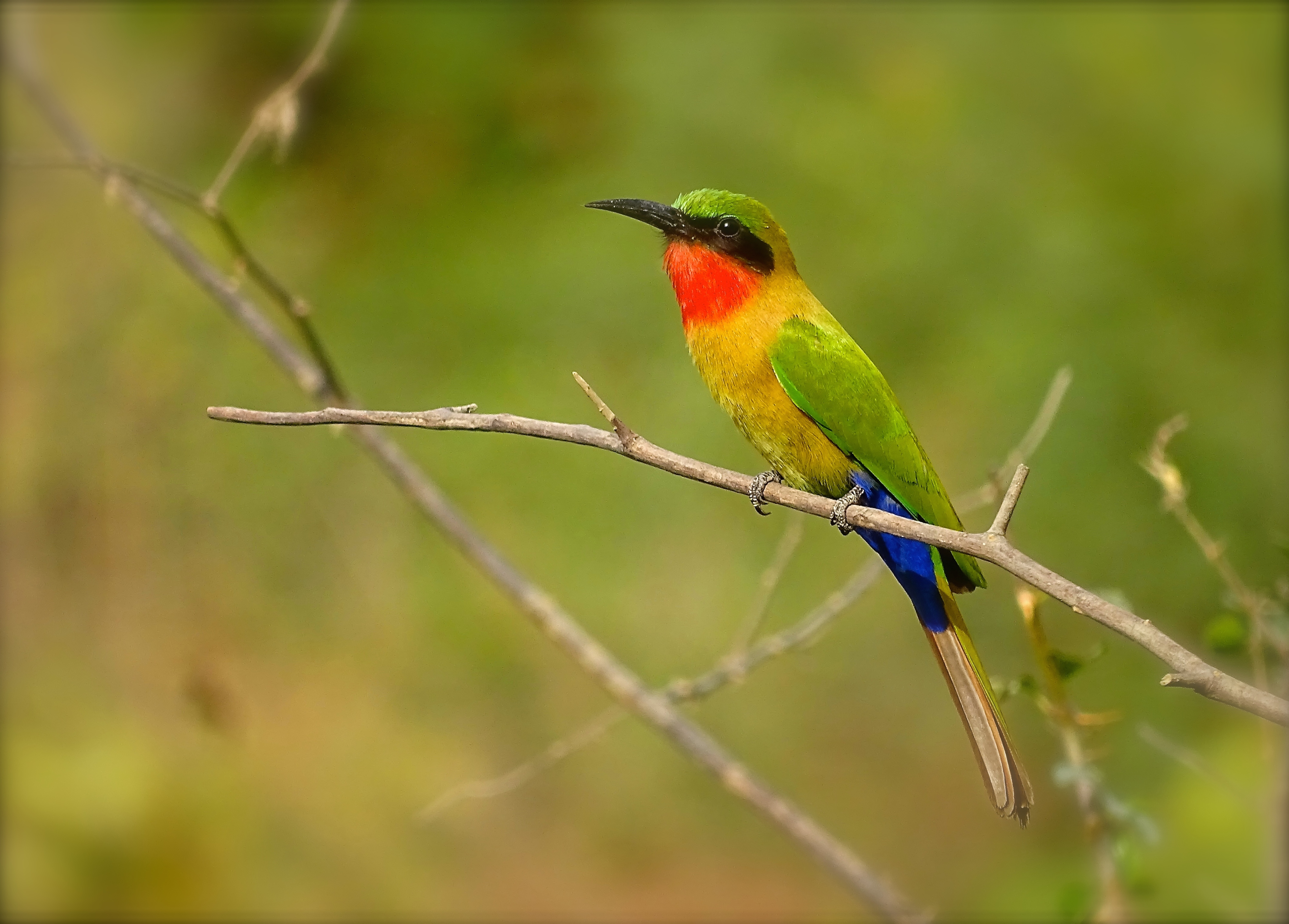 red throat bee eater.JPG