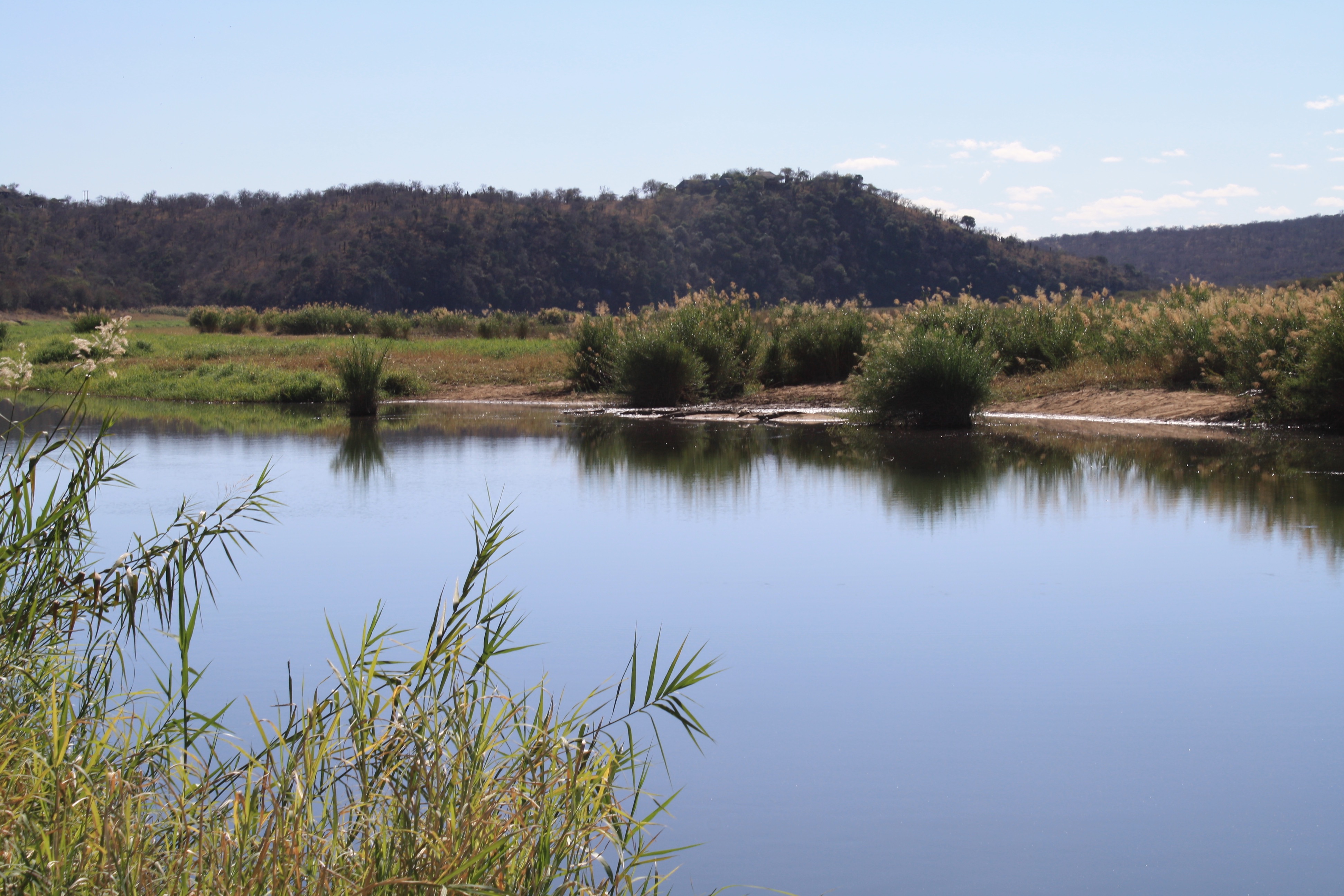 reed beds.jpg