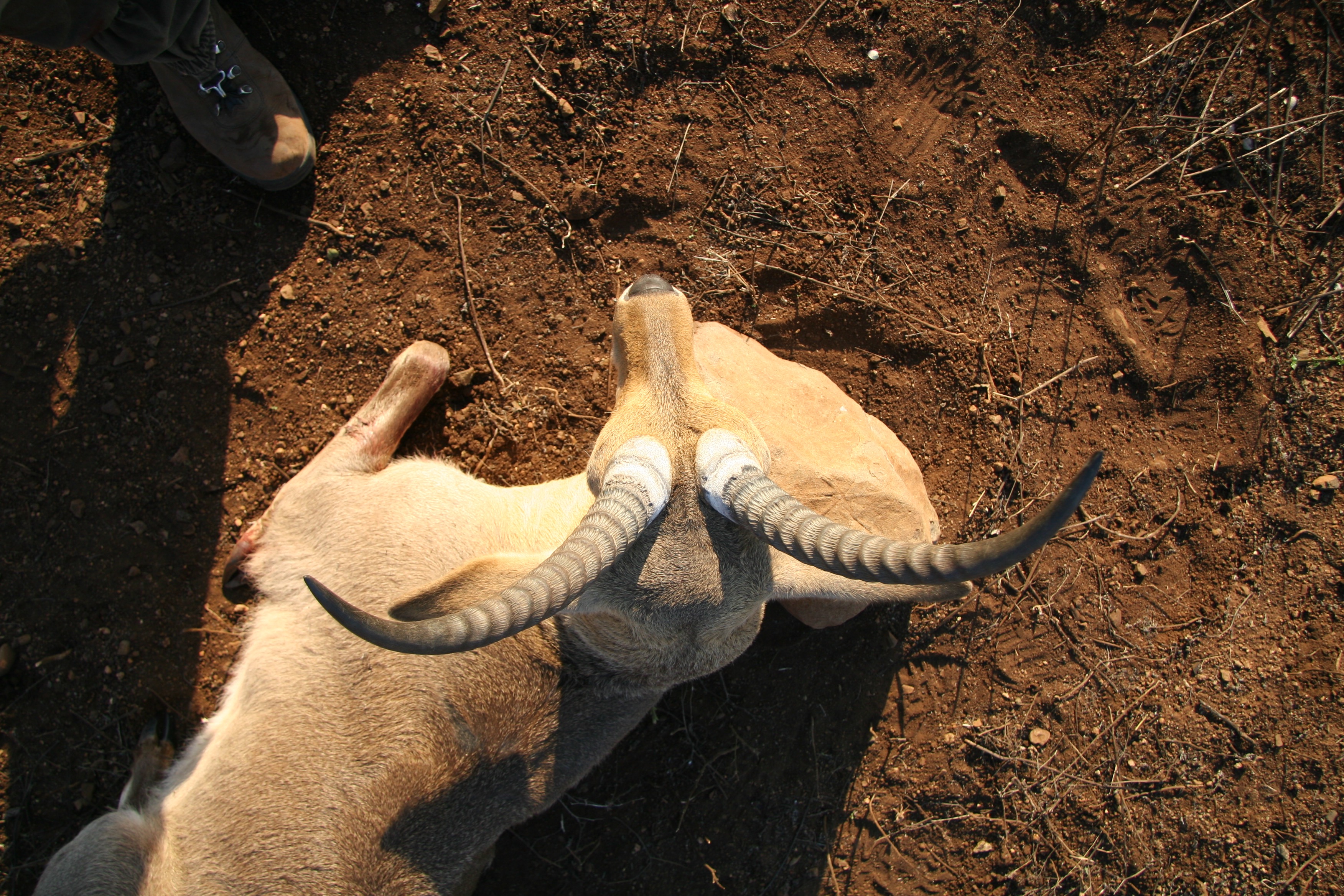 reedbuck from above.jpg