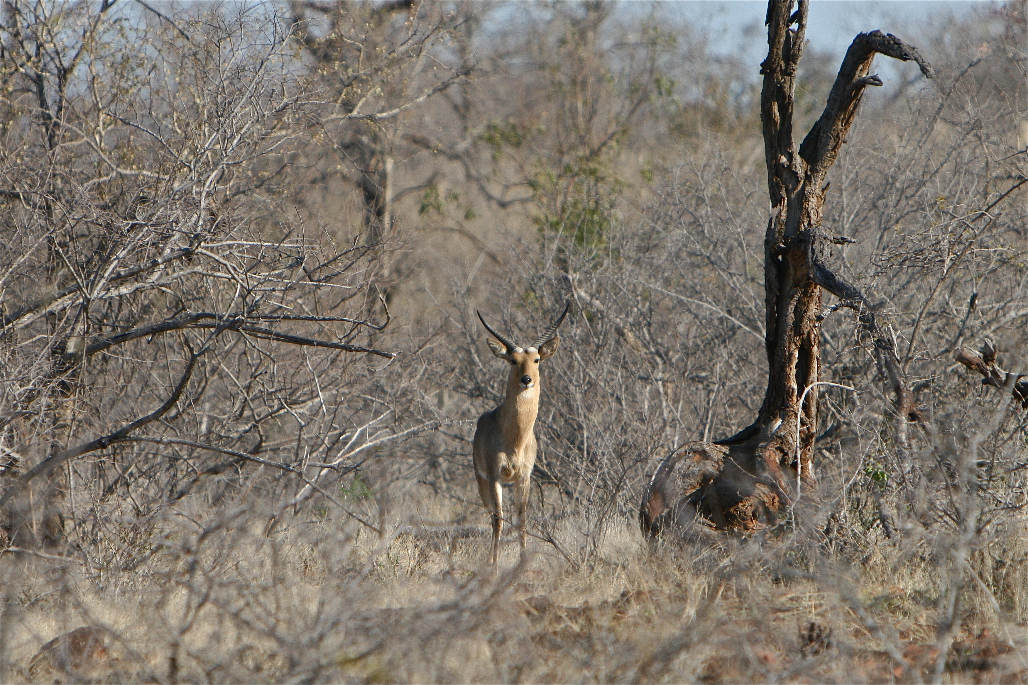 reedbuck my.jpg