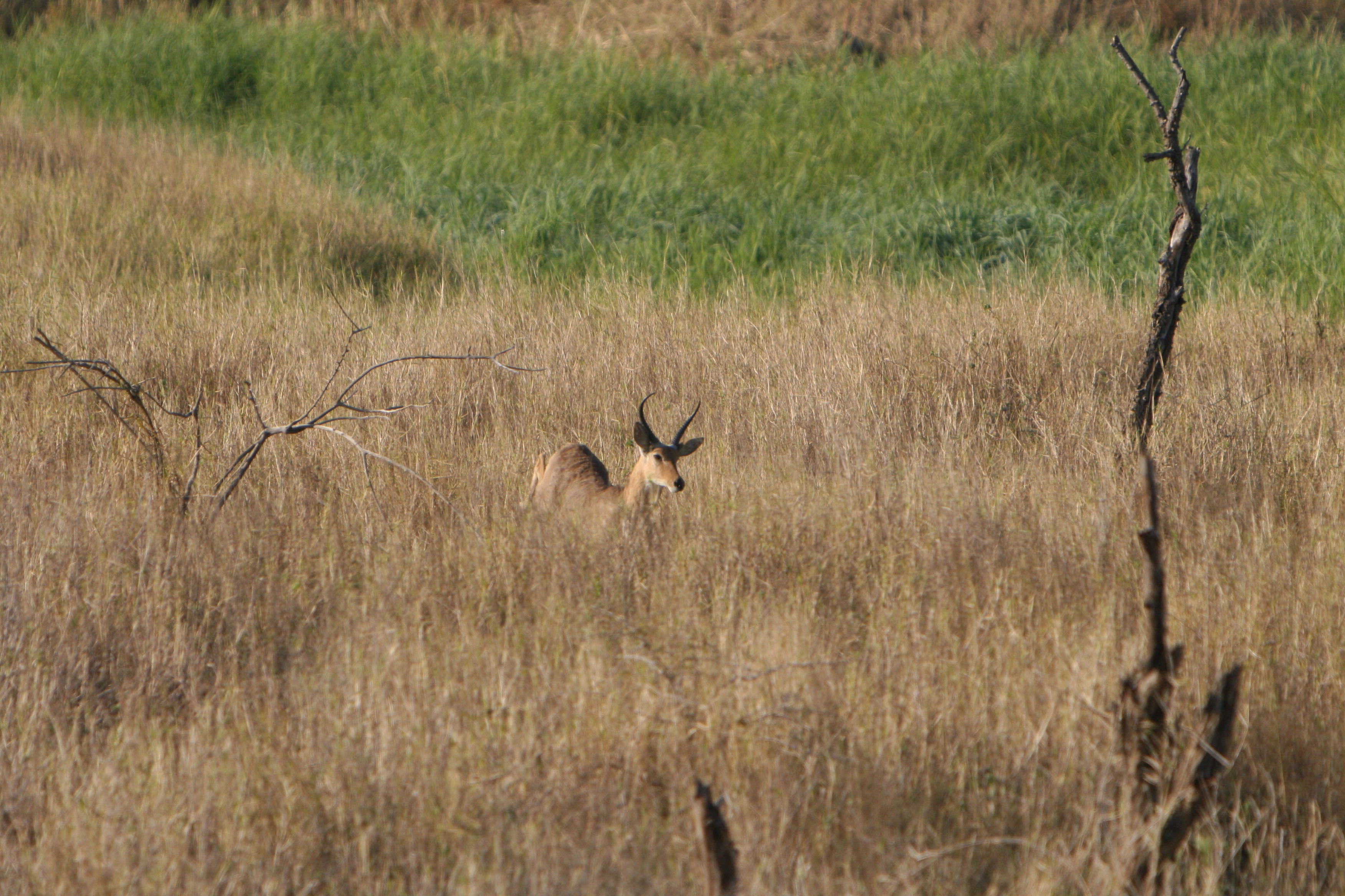 reedbuck passed up.jpg