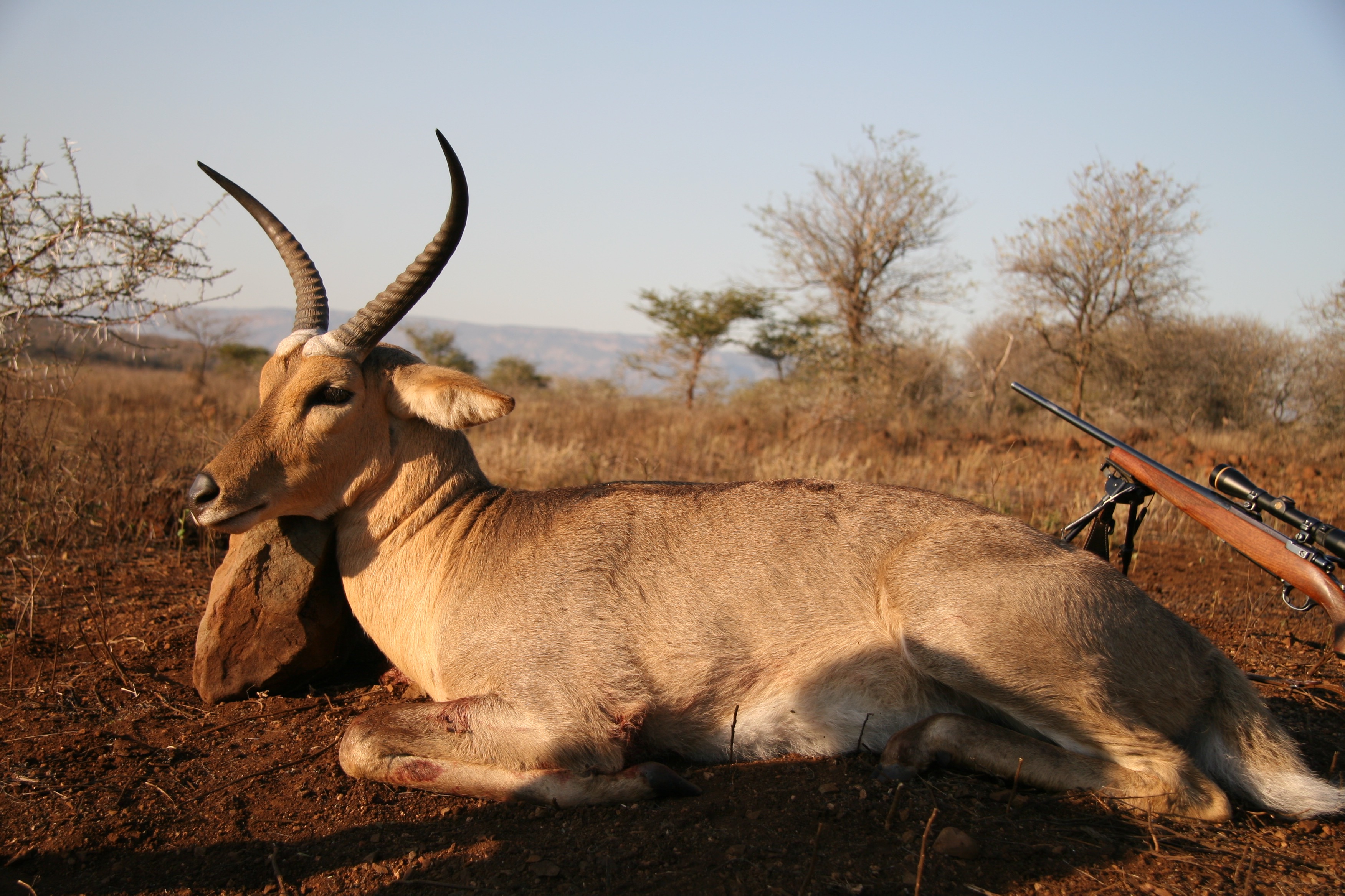 reedbuck trophy.jpg