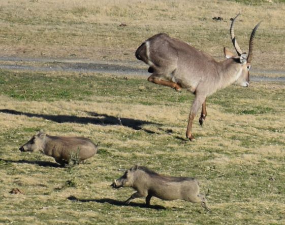 resize waterbuck shot.JPG