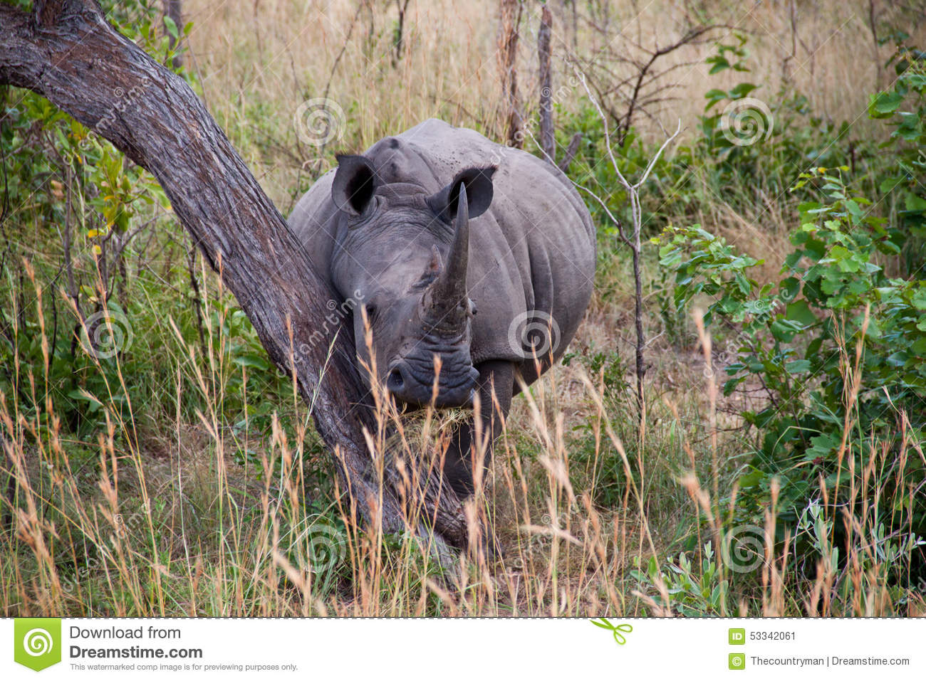 rhino-huge-using-tree-scratching-53342061.jpg