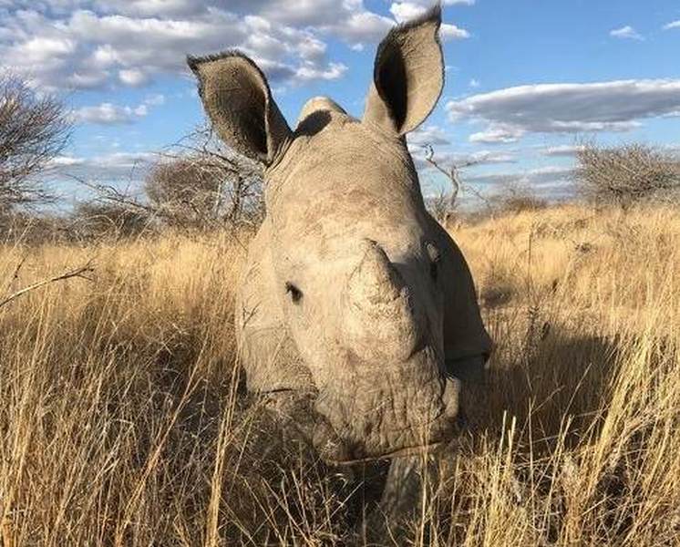 rhino-orphan-trusty.jpg