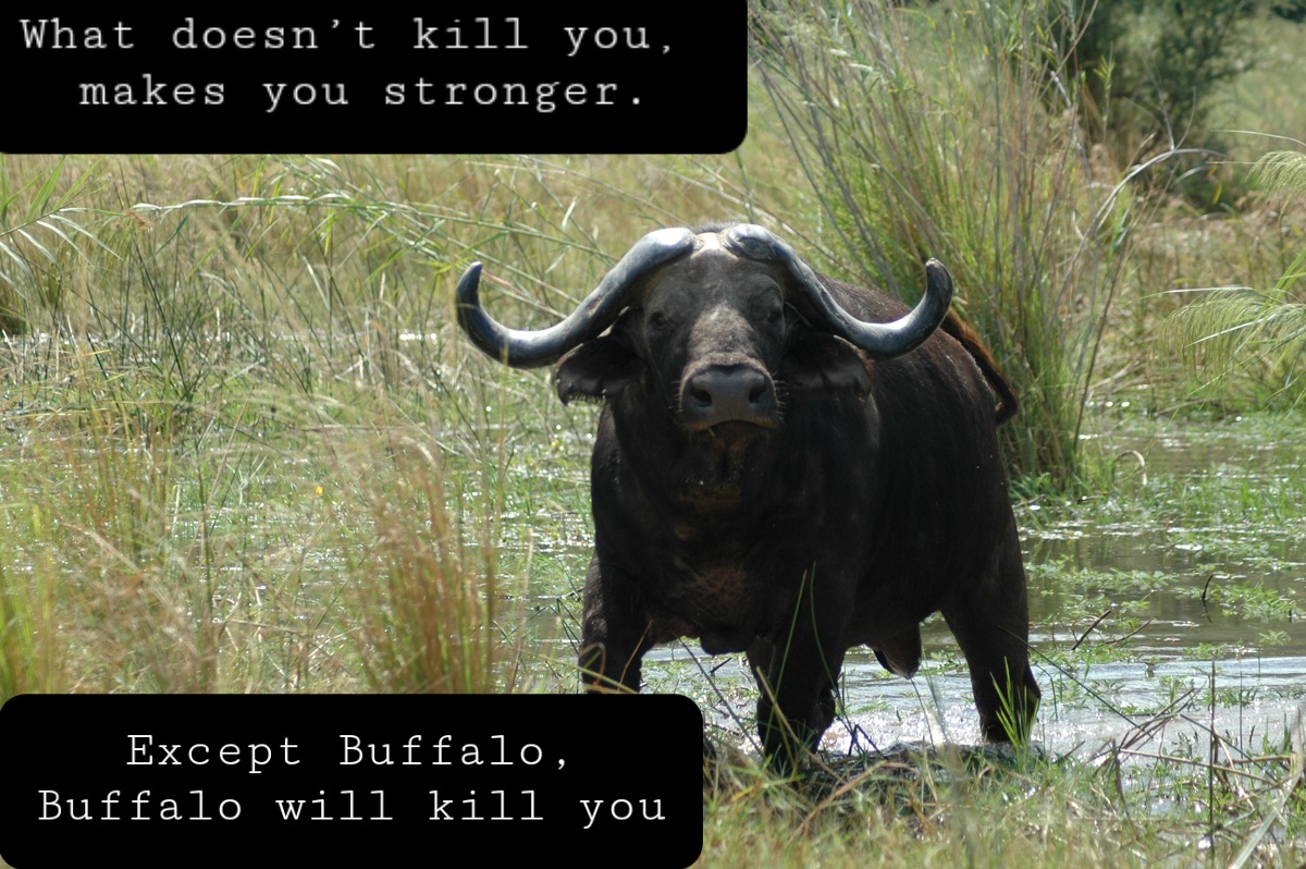 rightbuffalooldbuffalobull.jpg